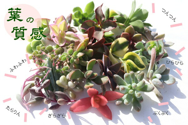 楽天市場】多肉植物 エケベリア韓国苗 おまかせ10種類セット 送料無料