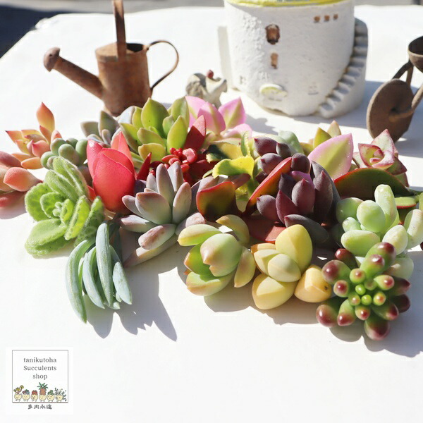 楽天市場】多肉植物 苗 40個セット Sサイズ 名前付き カット苗