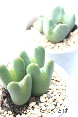 楽天市場】鳩笛 3頭 コノフィツム Mサイズ6cmポット 小型 鞍型 昼咲