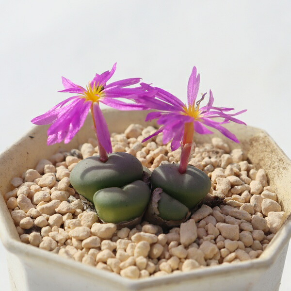 楽天市場】多肉植物 コノフィツム パゲアエ 大粒 2.5号鉢 観葉植物