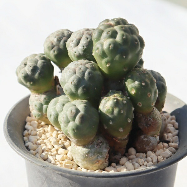 楽天市場】ゲオメトリクス テフロカクタス Tephrocactus geometricus