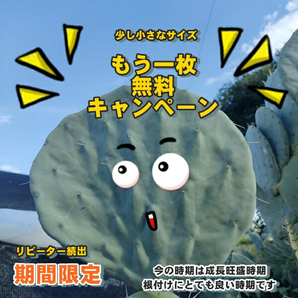 楽天市場】多肉植物 アエオニウム アイクリソン セット6種