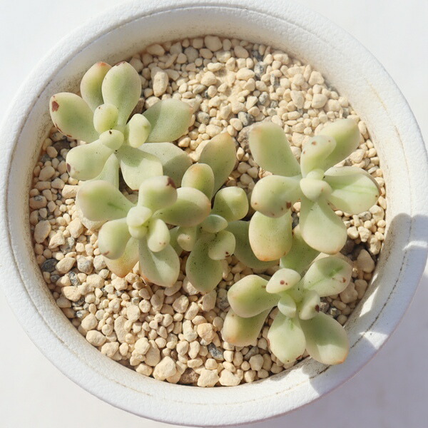 斑入り植物専門店〜錦〜　同梱価格　２点 斑入り植物専門店〜錦〜様 リクエスト 2点 まとめ商品