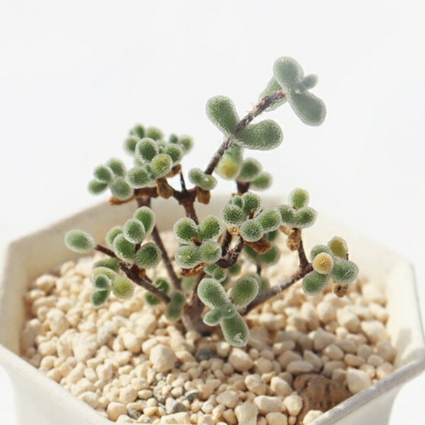 楽天市場】五重の塔錦 TK-10-69 ハオルチア 写真の子をお届け 多肉植物