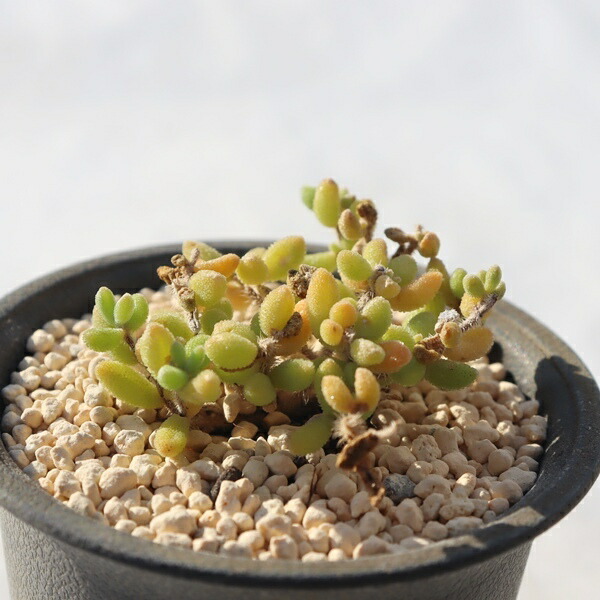 楽天市場】マーガレットレッピン錦 カット苗 グラプトベリア