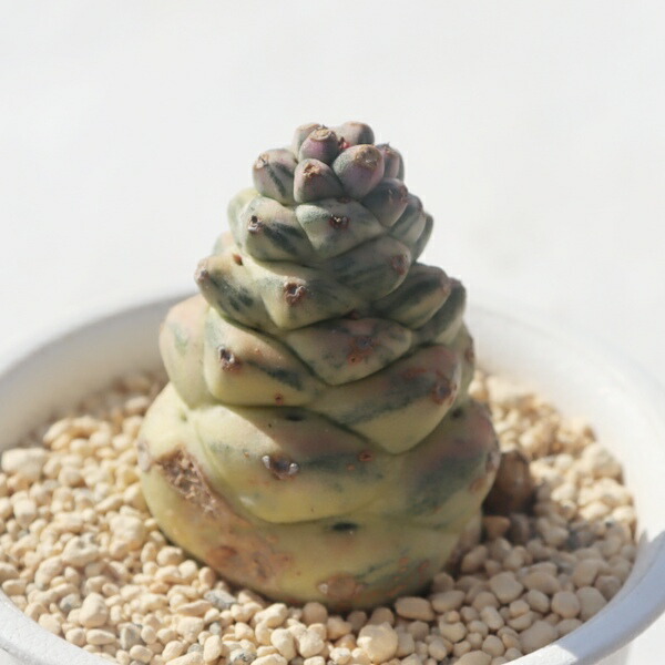 楽天市場】多肉植物 ◇ モナデニウム ◇ リチェイ ◇ 斑入り ◇ 3寸