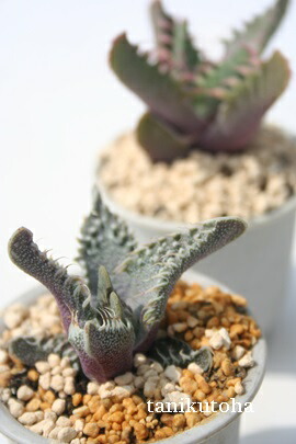 紅蓮地獄 ハイブリッド フォーカリア 多肉植物 1293 楽天市場】獅子波 フォーカリア Lサイズ8cmポット faucaria