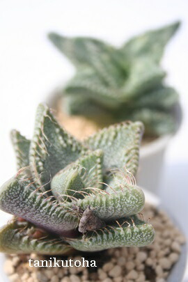 紅蓮地獄 ハイブリッド フォーカリア 多肉植物 1293 楽天市場】獅子波 フォーカリア Lサイズ8cmポット faucaria