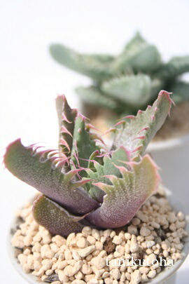 楽天市場】多肉植物：フォーカリア 怒涛*幅5.5cm : 遊恵盆栽