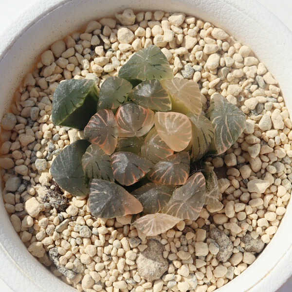 楽天市場】多肉植物 ハオルチア 白蝶 Haworthia fasciata var