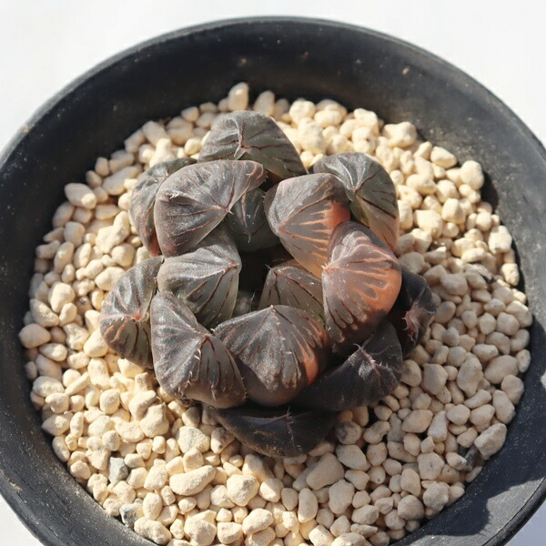 楽天市場】氷灯オブツーサ錦 ハオルチア haworthia obtusa f