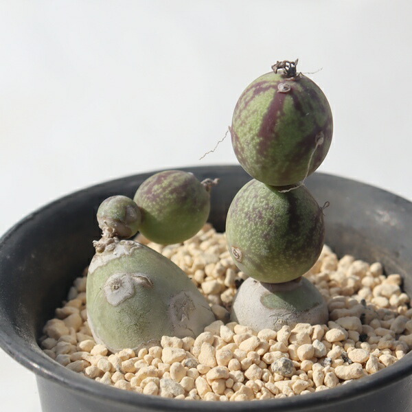 楽天市場】七宝樹錦 セネシオ Mサイズ5.5cmポット Senecio