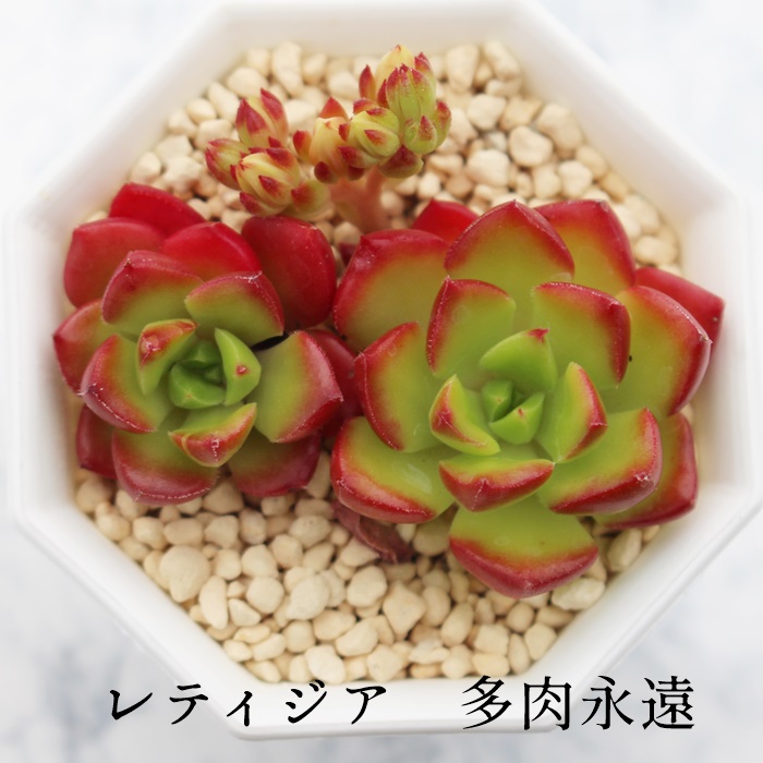 限定SALE 3苗セット968円 新入荷韓国苗 粉美姫 白吉 イチゴ