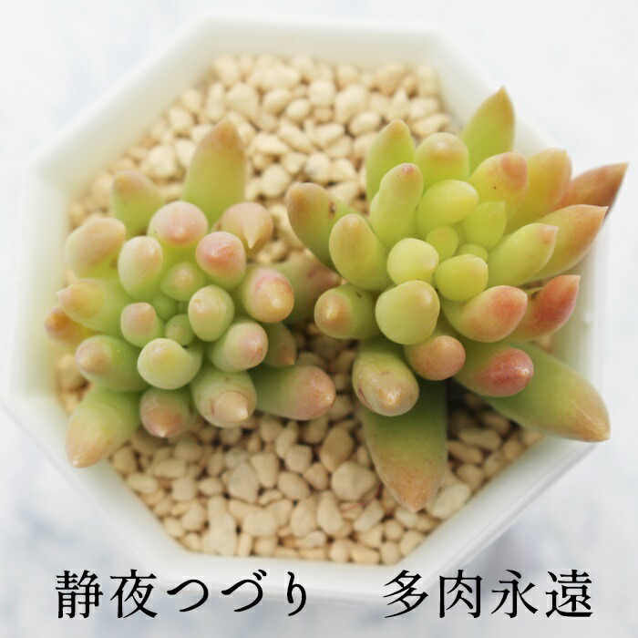 く*こ様 R552　ラッキーバブル　抜き苗　40株　多肉植物 エケベリア 韓国苗 grko.jpg