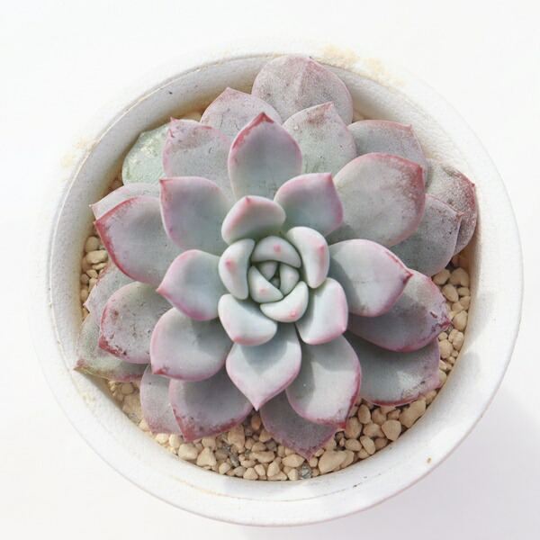 楽天市場】桃太郎錦 B TK-10-11 エケベリア 写真の子をお届け 多肉植物