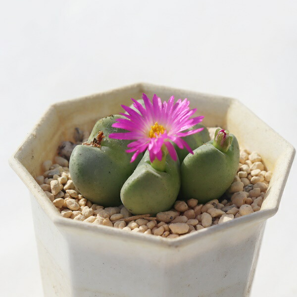 楽天市場】小米雛 群生 TK-10-28 コノフィツム 写真の子をお届け 多肉