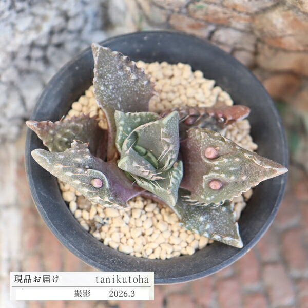 楽天市場】多肉植物 caペラルゴニウム ロバツム 1014-13 多肉