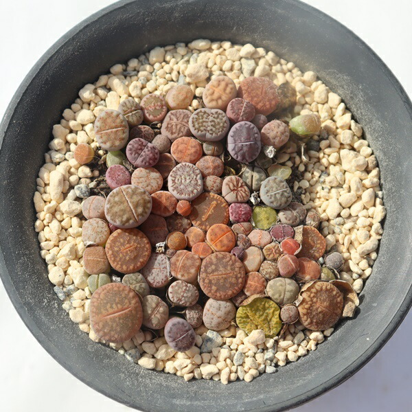 楽天市場】リトープス ベビーMIX A TK-10-49 リトープス 写真の子をお