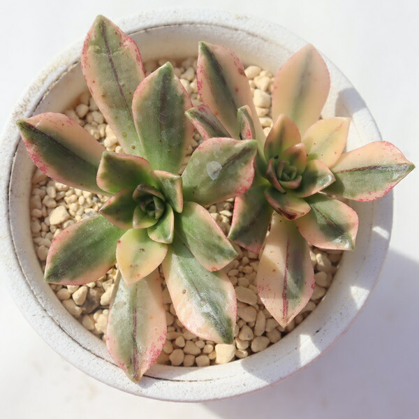 楽天市場】多肉植物 アエオニウム サンバースト 苗 多肉女子 外斑が