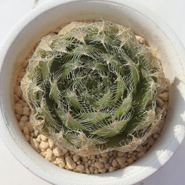 楽天市場】多肉植物 ハオルチア 白蝶 Haworthia fasciata var