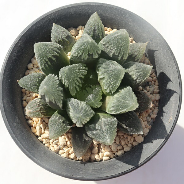 18c ハオルチア　多肉植物　氷魄オブツーサ錦　自家繁殖 18c ハオルチア 多肉植物 氷魄オブツーサ錦 自家繁殖 18c ハオルチア
