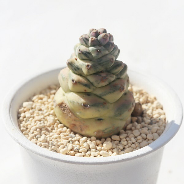 楽天市場】多肉植物 ◇ モナデニウム ◇ リチェイ ◇ 斑入り ◇ 3寸