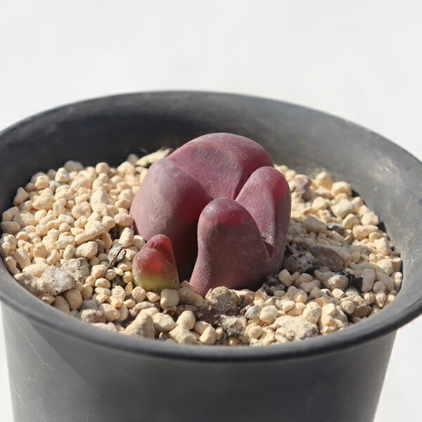 楽天市場】大津絵 1頭 リトープス Lithops 多肉植物 ジュエリー 楽天市場】大津絵 1頭 リトープス Lithops 多肉植物 ジュエリー