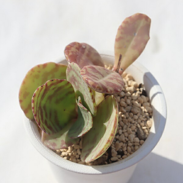 楽天市場】多肉植物：カランコエ 孫悟空orキタキツネ : 遊恵盆栽 楽天