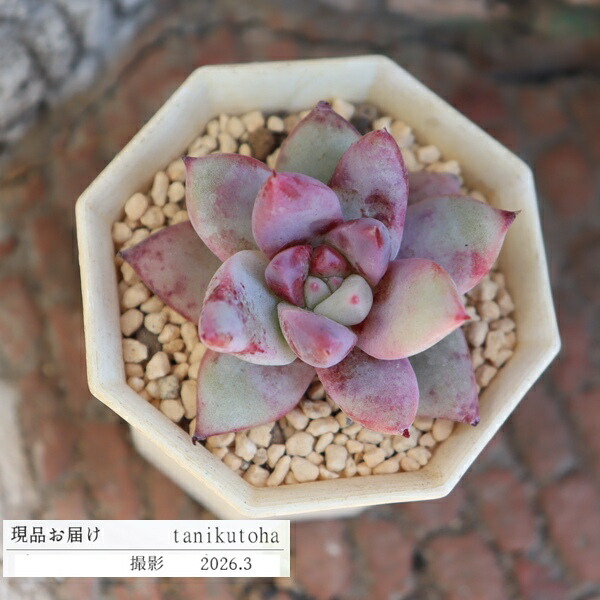 楽天市場】ムーンバースト TK-10-55 アエオニウム 写真の子をお届け