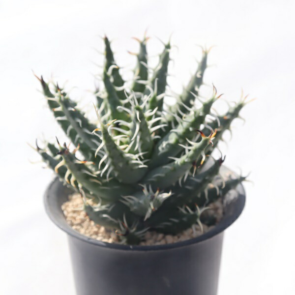 楽天市場】アロエ・千代姫「多肉植物」希少種 [Aloe variegata と Aloe