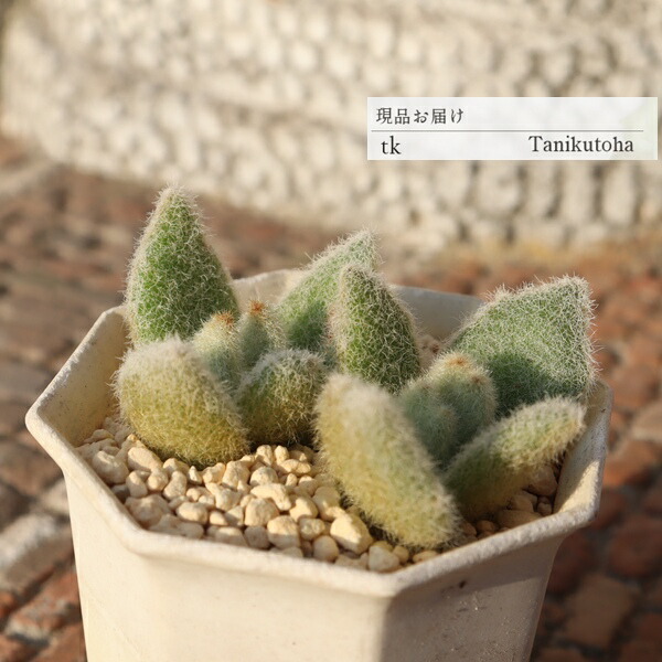 楽天市場】野兎（ノウサギ）カランコエ属 多肉植物 9cmポット観葉植物