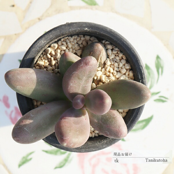 楽天市場】多肉植物 caオペルクリカリア パキプス 現品販売 0822-10