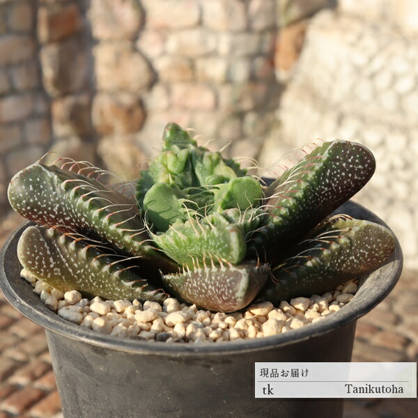 楽天市場】狂乱怒涛 フォーカリア 多肉植物 Faucaria kyourandotou