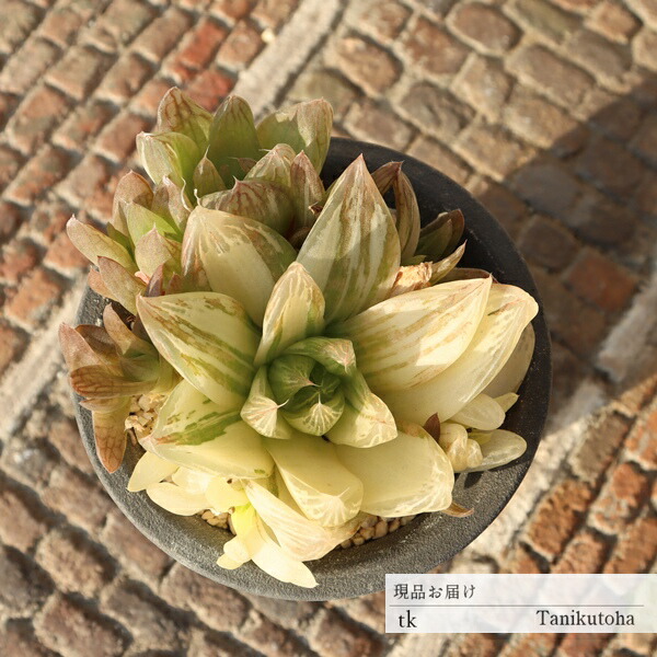 楽天市場】氷灯オブツーサ錦 ハオルチア haworthia obtusa f