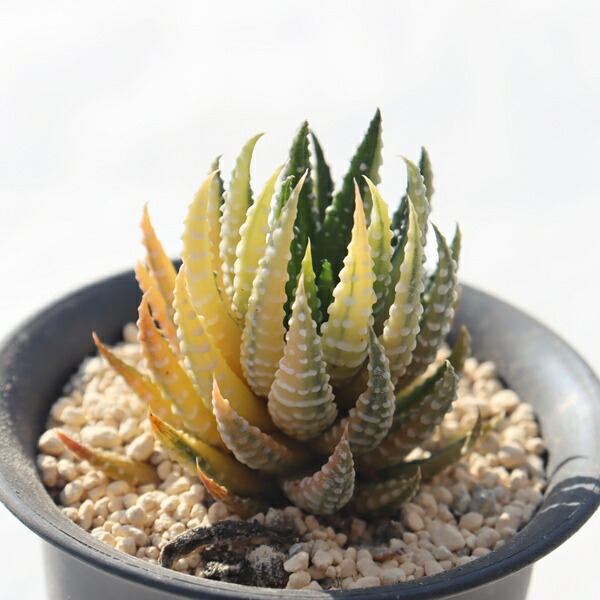 楽天市場】多肉植物 ハオルチア 十二の巻ワイドバンド Haworthia