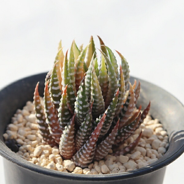 楽天市場】多肉植物 ハオルチア 十二の巻ワイドバンド Haworthia