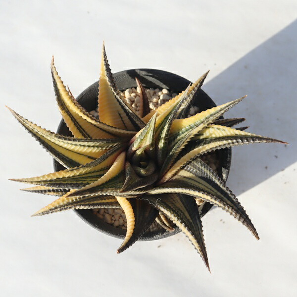 楽天市場】五重の塔錦 TK-10-69 ハオルチア 写真の子をお届け 多肉植物