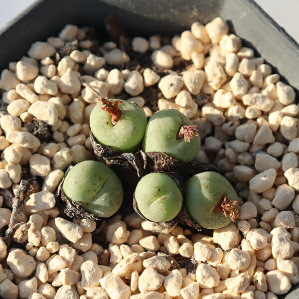 楽天市場】ムーンバースト TK-10-55 アエオニウム 写真の子をお届け