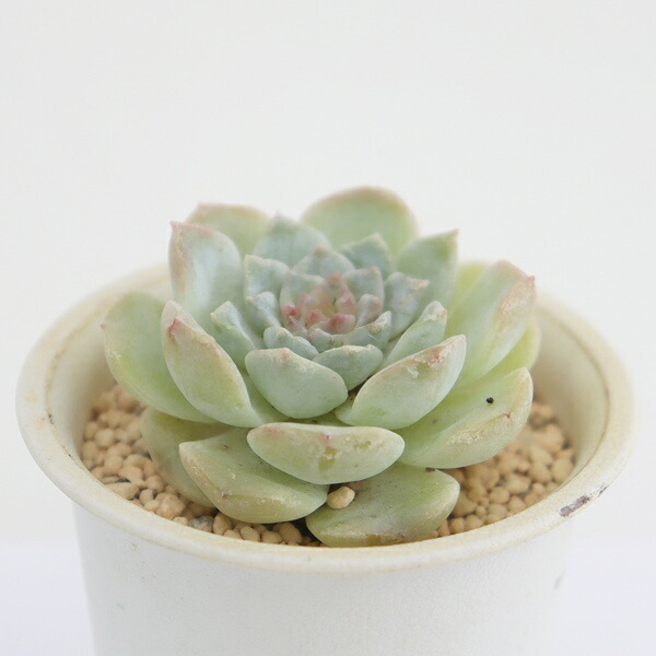 白楽翁群生 サボテン 多肉植物 現品 tk12-75 写真の子 サボテン通販 カクタス 多肉植物通販 観葉植物 ベランダガーデン ガーデニング ドライガーデン