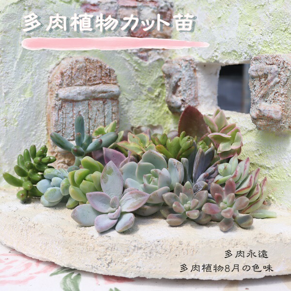 楽天市場】多肉植物 エケベリアカット苗 大小ミックス20個セット 寄せ