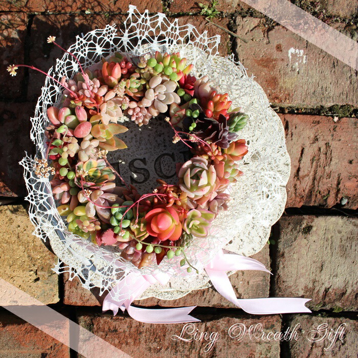 楽天市場】エケベリア 多肉植物 クリスマスリース寄せ植え 寄せ植え