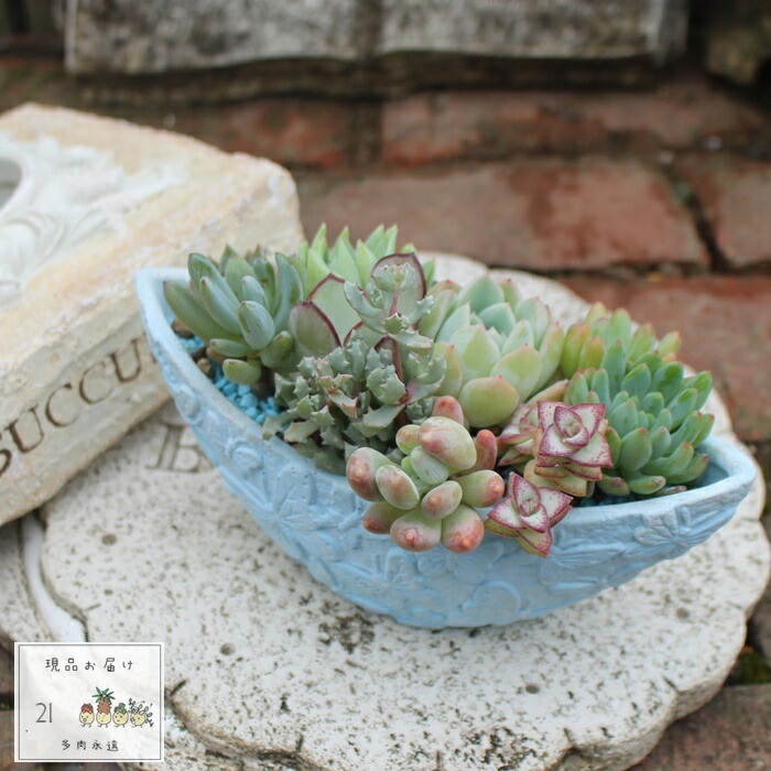 多肉植物の寄せ植え　TA-YO6 楽天市場】多肉植物 寄せ植え yo26 ローズ鉢イエロー 送料無料