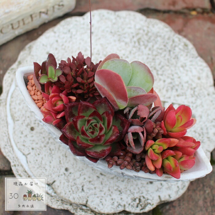 多肉植物❤️確認ページとなります。お買い上げにならないようお願い致します。 残りの多肉＋αで大きな寄せ植え＆イベントに行くなら