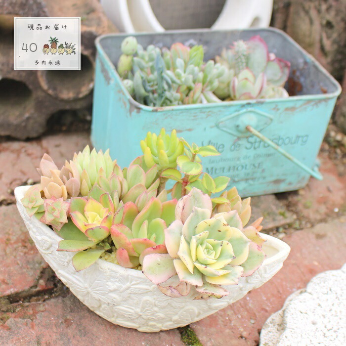楽天市場】多肉植物 寄せ植え yo26 ローズ鉢イエロー 送料無料