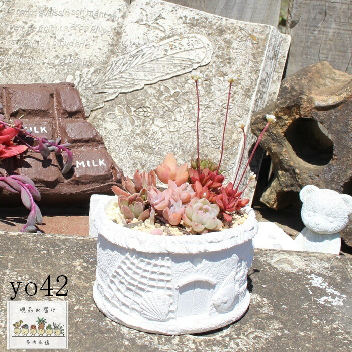 楽天市場】多肉植物 寄せ植え 送料無料 yo48 宮殿 ホワイト 寄せ植え