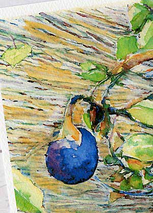 楽天市場 小茄子 ポストカード 絵葉書 絵はがき 夏 なす ナス 水彩画 風景画 和風 タニムラ ポストカード ストア