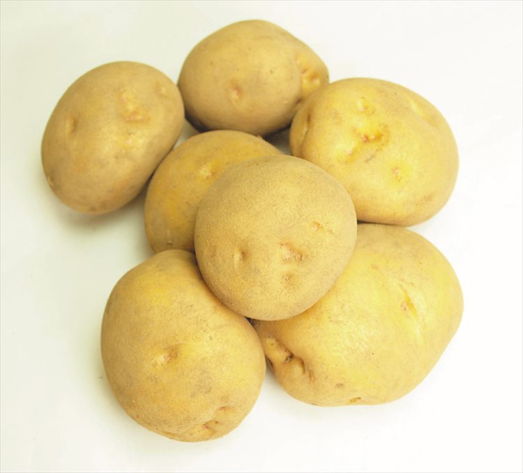 楽天市場】無農薬じゃがいも 北海黄金（ホッカイコガネ）1kg