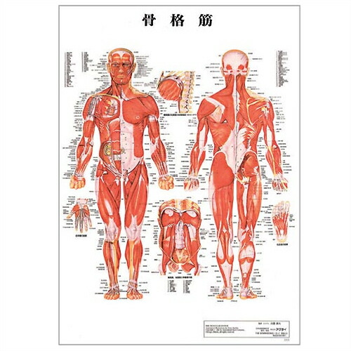 検査 医道の日本社 人体解剖学チャート骨格筋 その他 ポスター 3枚セット 骨格筋 骨格 神経図 パネルなし プラス選べるおまけ付 Smtb S Tannemi パネルなし 店縦86x横62cm ポスター 表面仕上げはラミネート加工 検査 医道の日本社 人体解剖学チャート骨格筋 その他 ポスター 3枚セット 骨格筋 骨格 神経図 パネルなし プラス選べるおまけ付 Smtb S Tannemi パネルなし 店縦86x横62cm ポスター 表面仕上げはラミネート加工