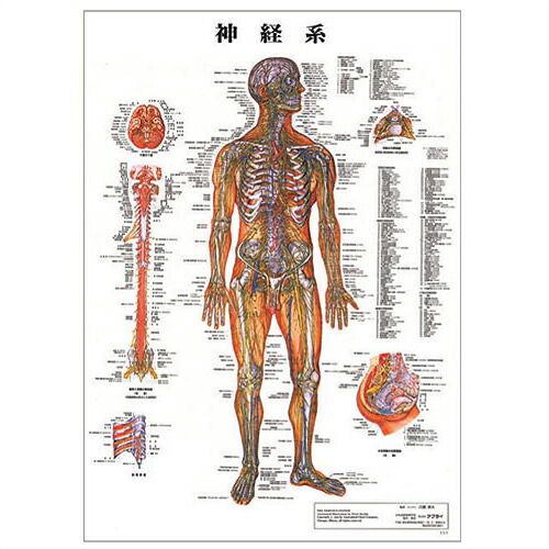 検査 医道の日本社 人体解剖学チャート骨格筋 その他 ポスター 3枚セット 骨格筋 骨格 神経図 パネルなし プラス選べるおまけ付 Smtb S Tannemi パネルなし 店縦86x横62cm ポスター 表面仕上げはラミネート加工