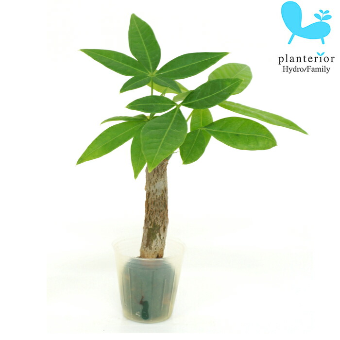 その他観葉植物 ryo 観葉植物 ハイドロカルチャー 苗 シンゴニウム ピクシー S